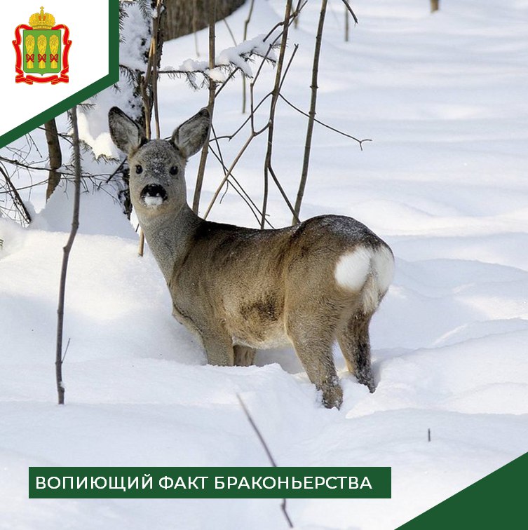 В Мокшанском районе ночью браконьеры убили 7 косуль и 2 кабанов