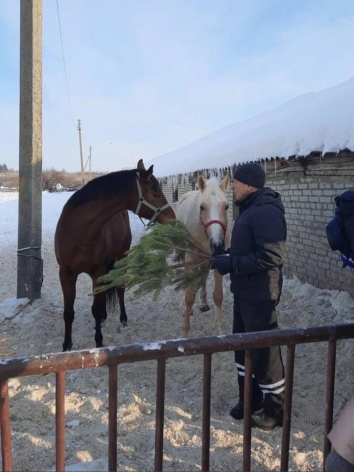 В Пензенской области жители могут пустить новогодние елки на доброе дело