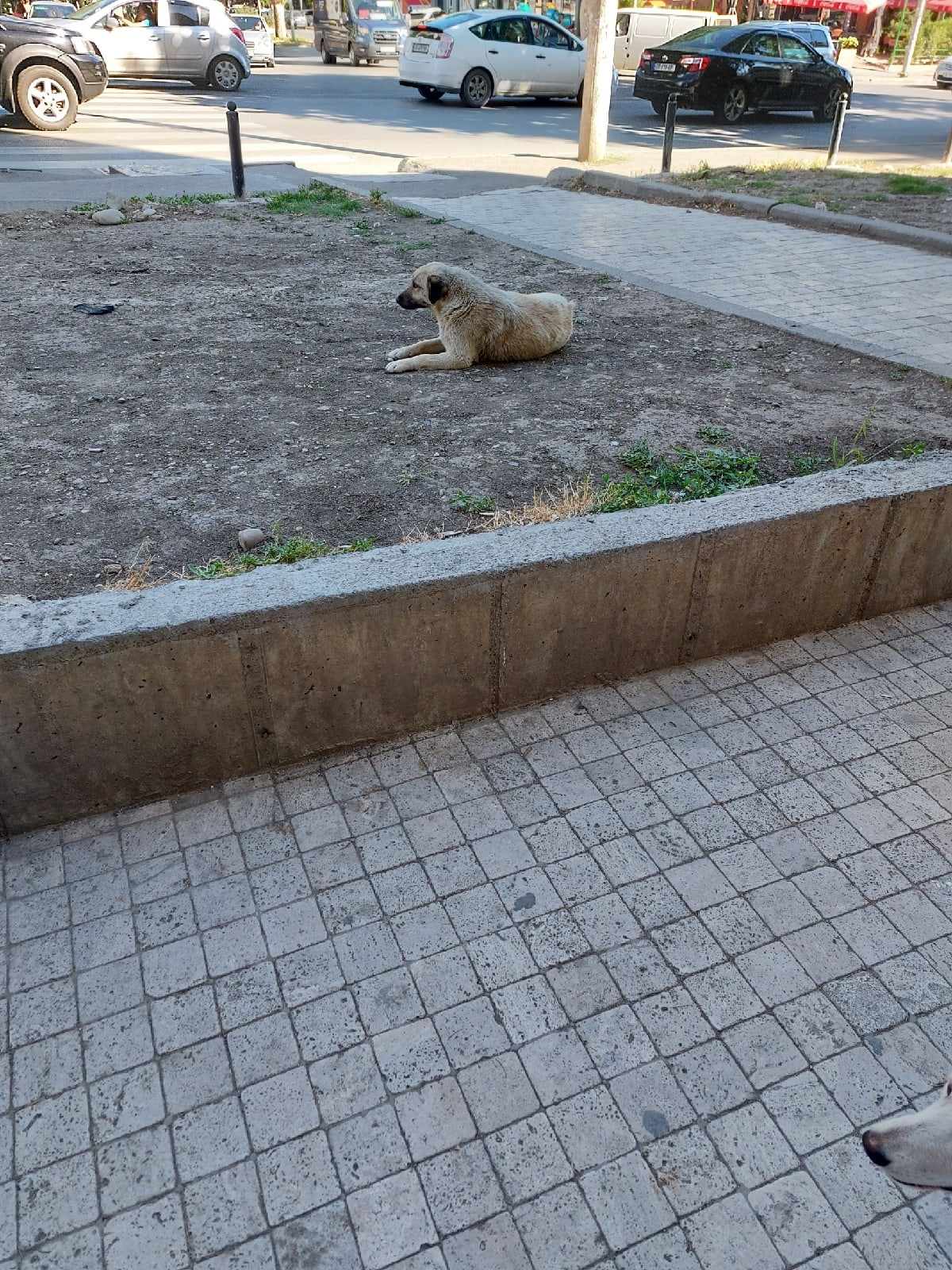 Из-за бездействия чиновников собаки покусали 4 пензенцев