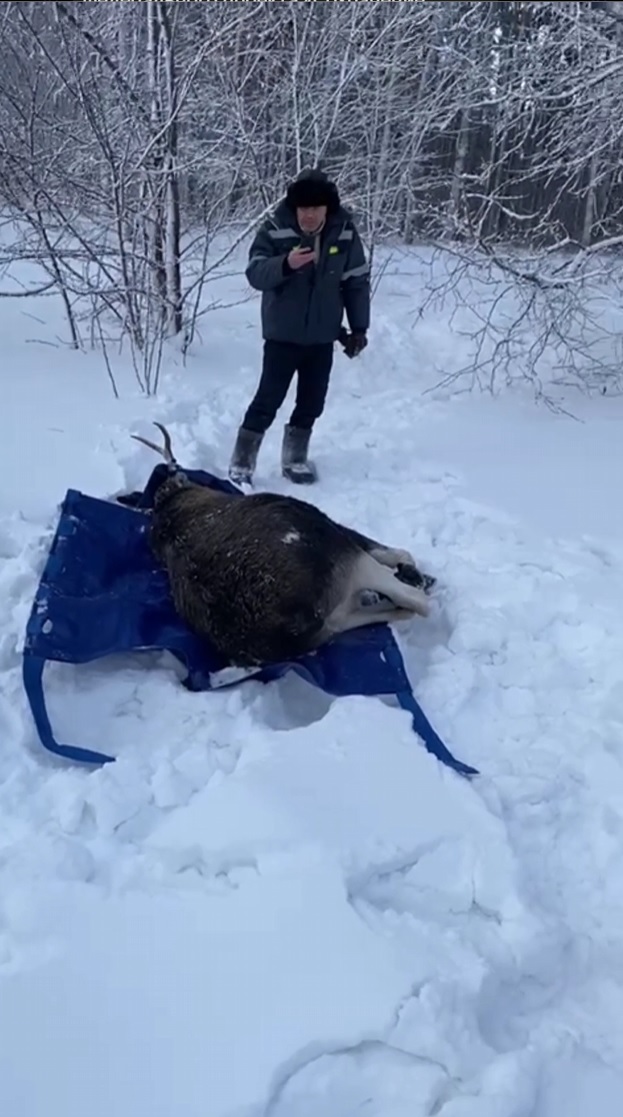 Из Заречного в Лунинский район перевезли лося