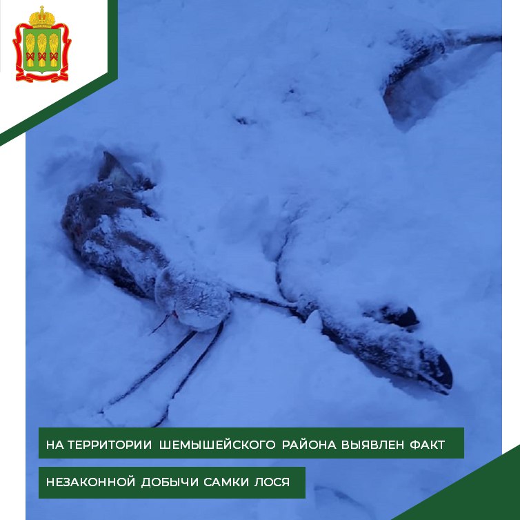 В Пензенской области четверо браконьеров охотились на лося на снегоходах