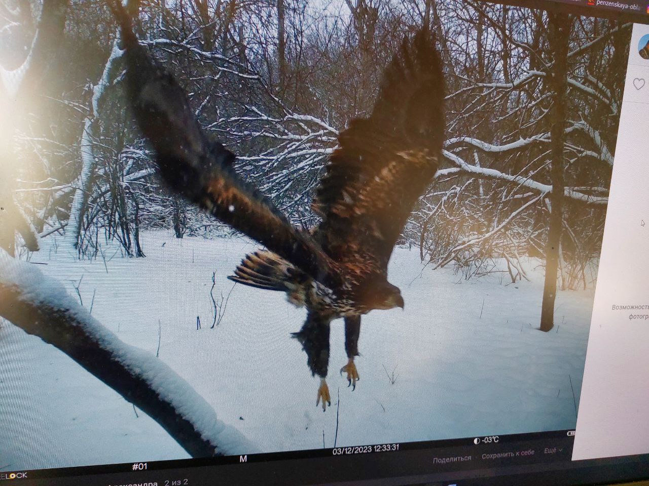 В Пензе в фотоловушку попал самый крупный пернатый хищник России