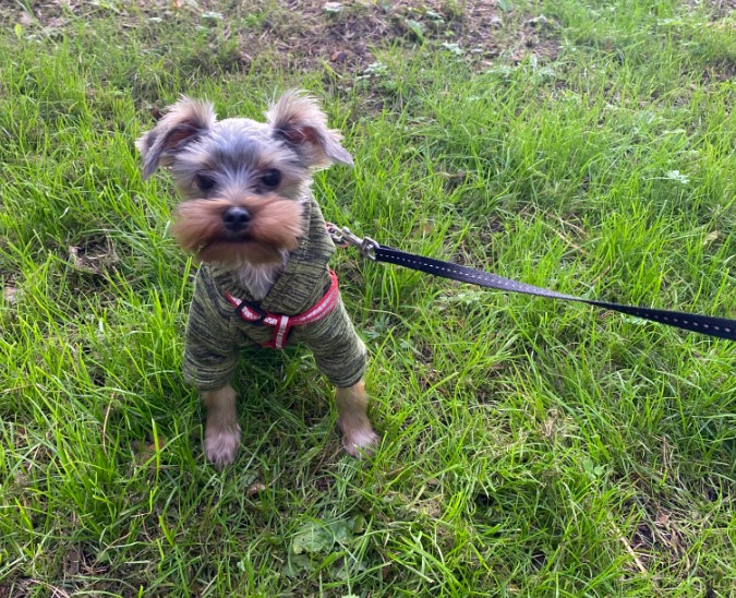 Пензенцам могут разрешить получать налоговый вычет за лечение домашних животных