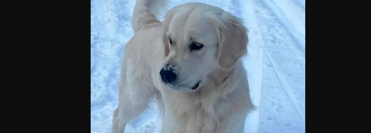 В Пензе пристав спасла собаку, провалившуюся в колодец
