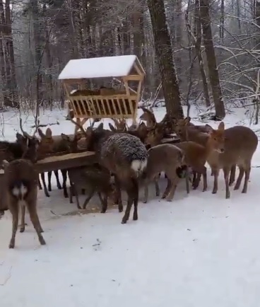 Стадо пятнистых оленей попало на камеру в Городищенском районе