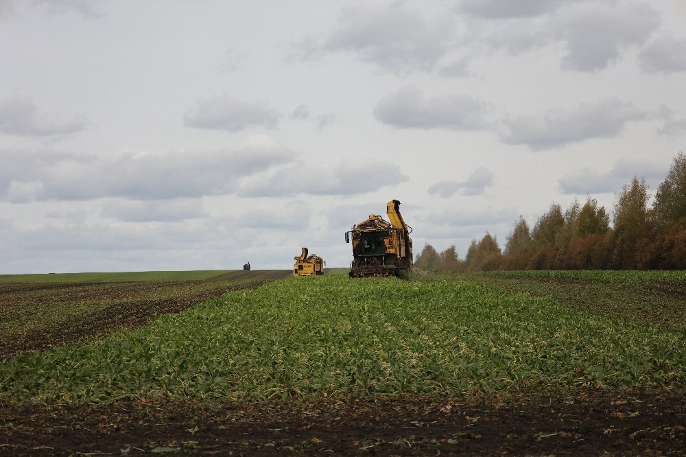 В Пензенской области собрали рекордный урожай свеклы в 2,6 млн тонн