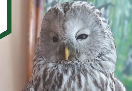 Сотрудник кузнецкого лесничества спас неясыть