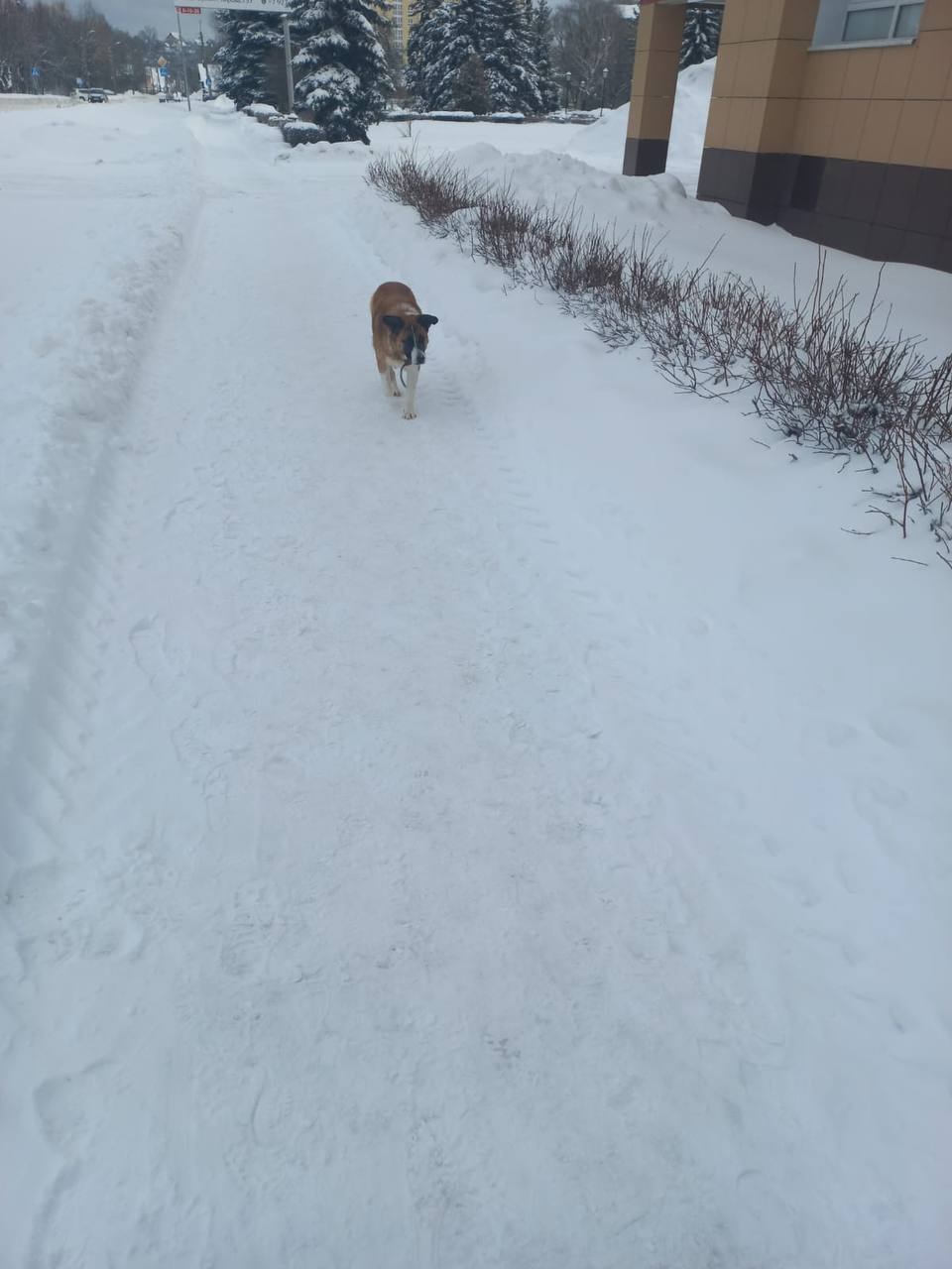 Сергей Златогорский поинтересовался, каким языком втолковывать кузнечанам правила содержания животных