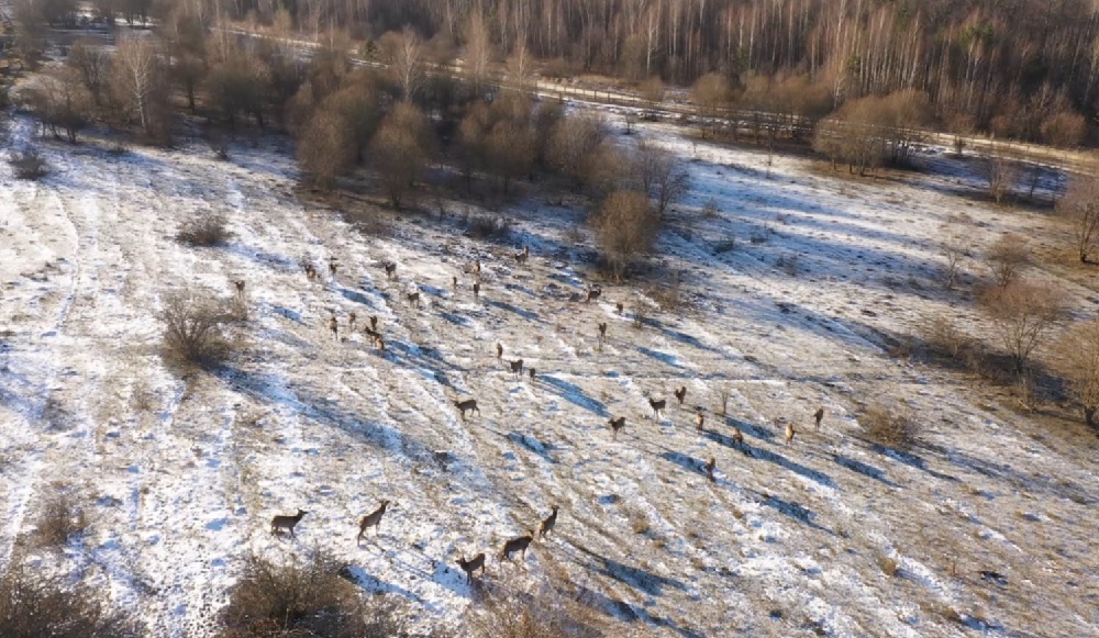 В Пензенской области будут разводить диких животных на площади 2,8 тысяч гектаров