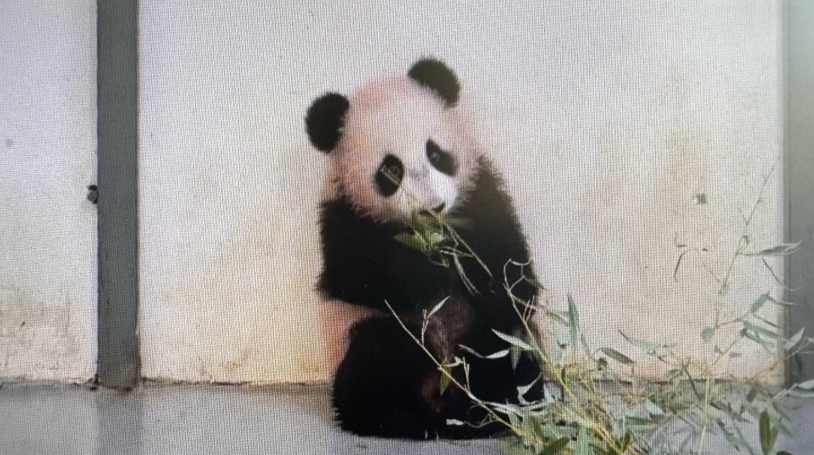 Маленькая панда из Московского зоопарка научилась есть бамбук