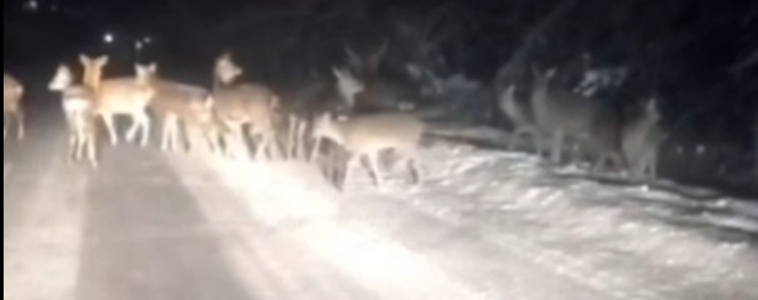 Жители Сурска встретили на трассе целое стадо оленей