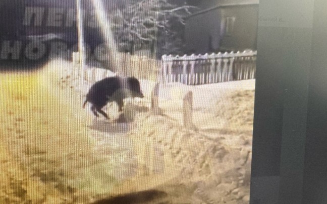 В Пензенской области был замечен еще один дикий кабан