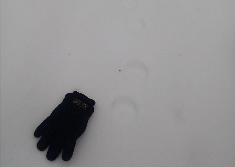 На границе Сердобского района нашли место обитания рыси