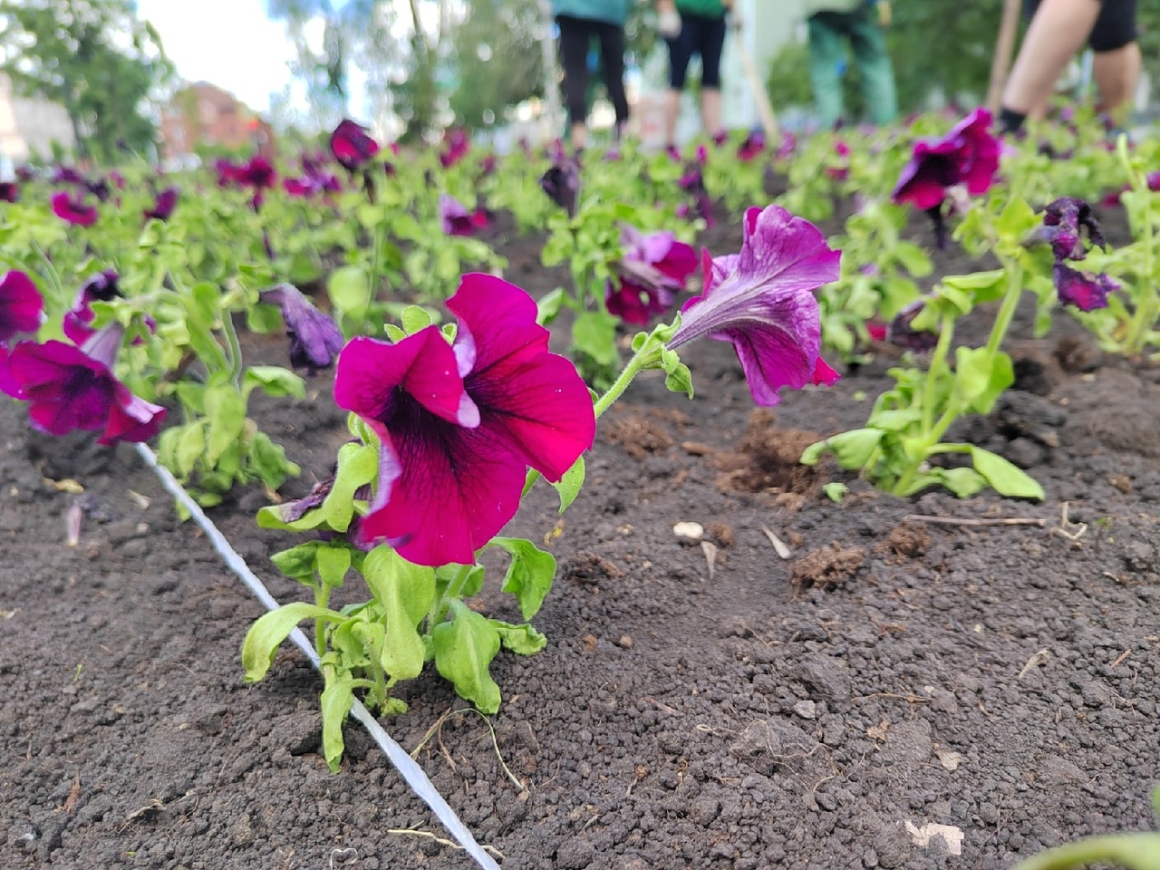 Названы цветы, за выращивание которых пензенским дачникам грозит уголовное наказание