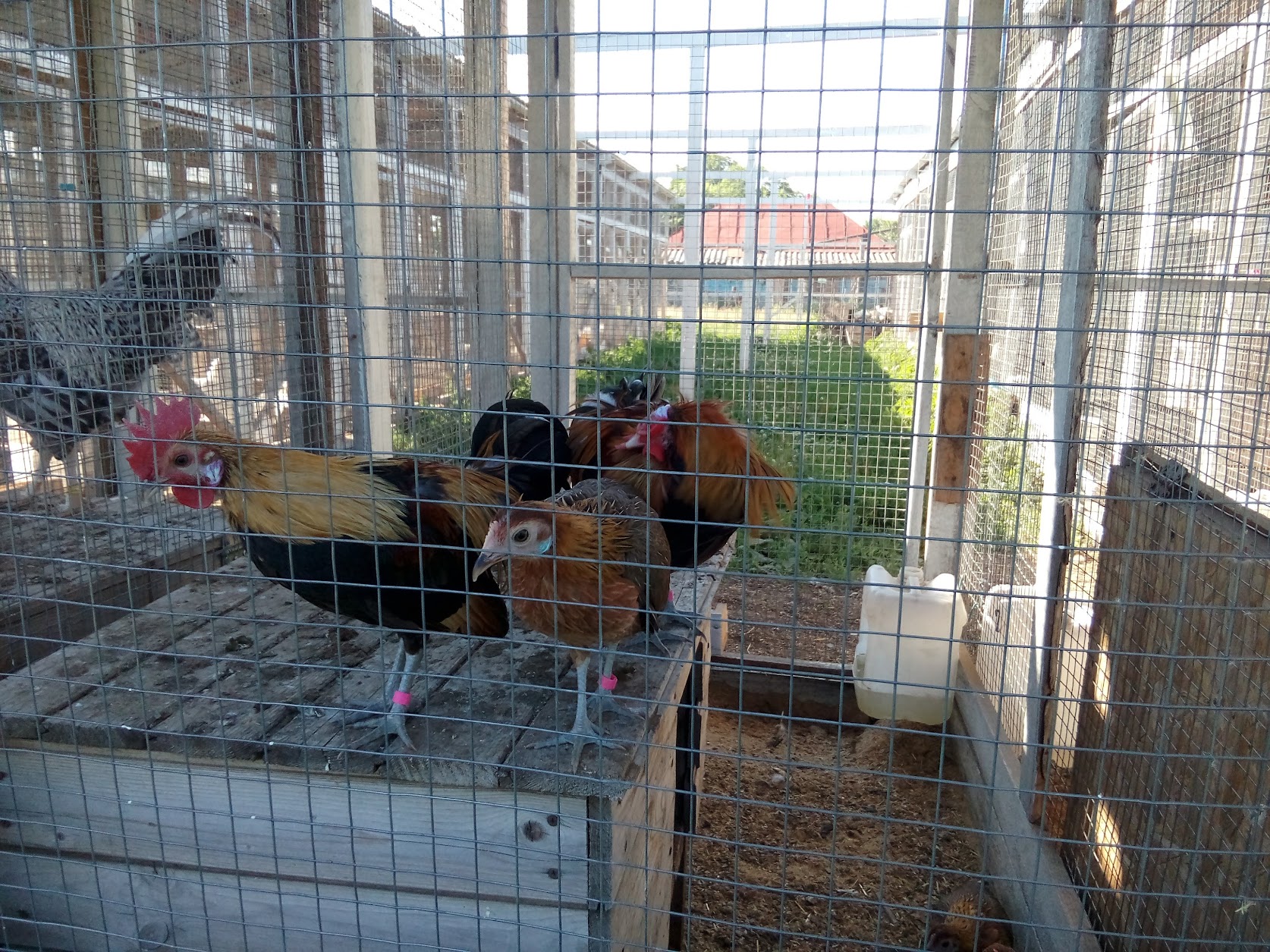 В Пензе с вонью от птицефабрик борются при помощи впитывающих подстилок