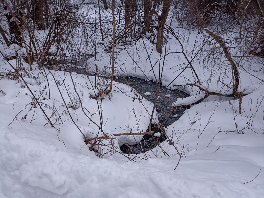 В Пензе начали проверку сообщения о сбросе сточных вод в проток Целебуха