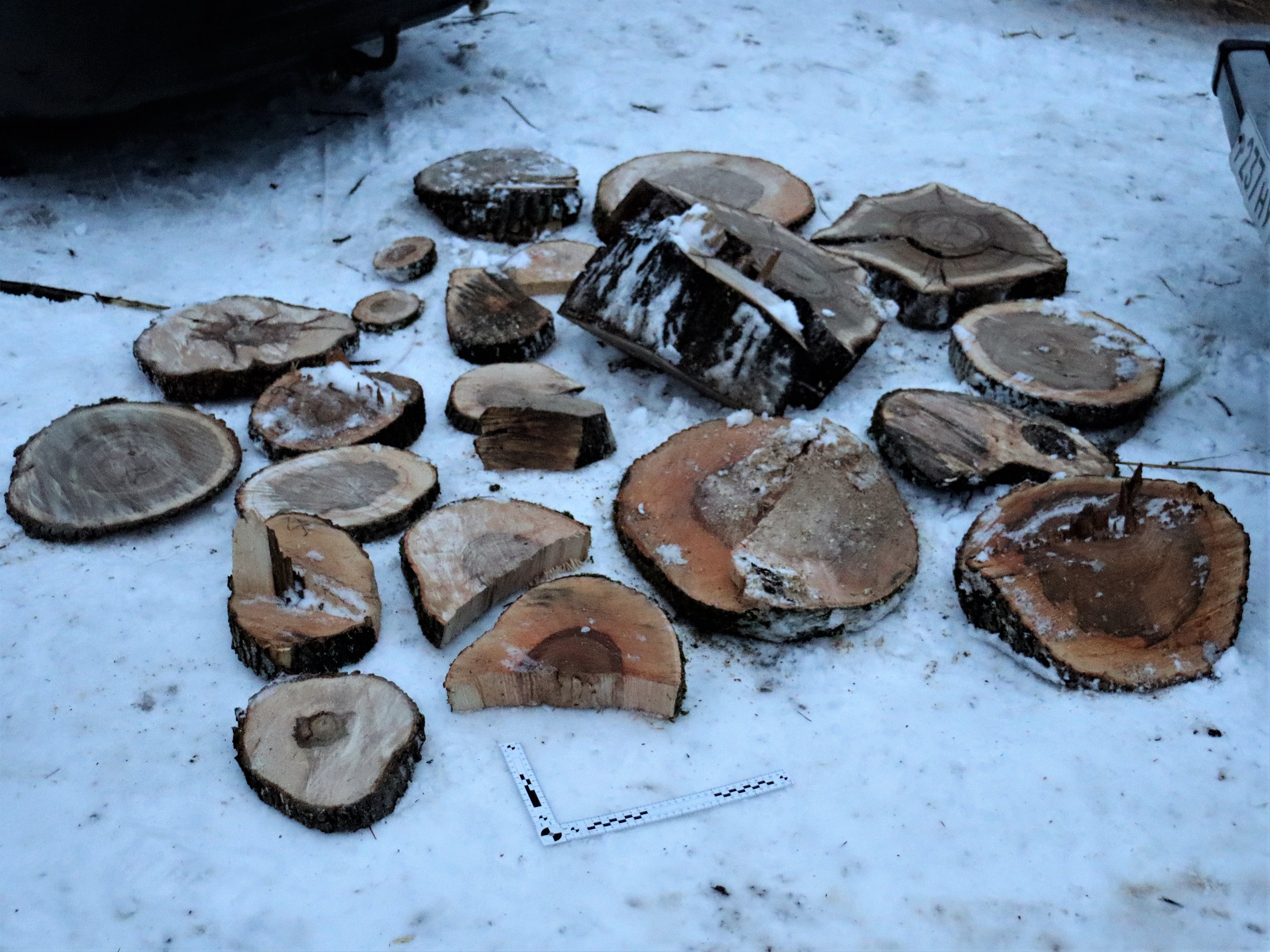 В Пензенской области рабочие уничтожили деревья на 1 млн рублей