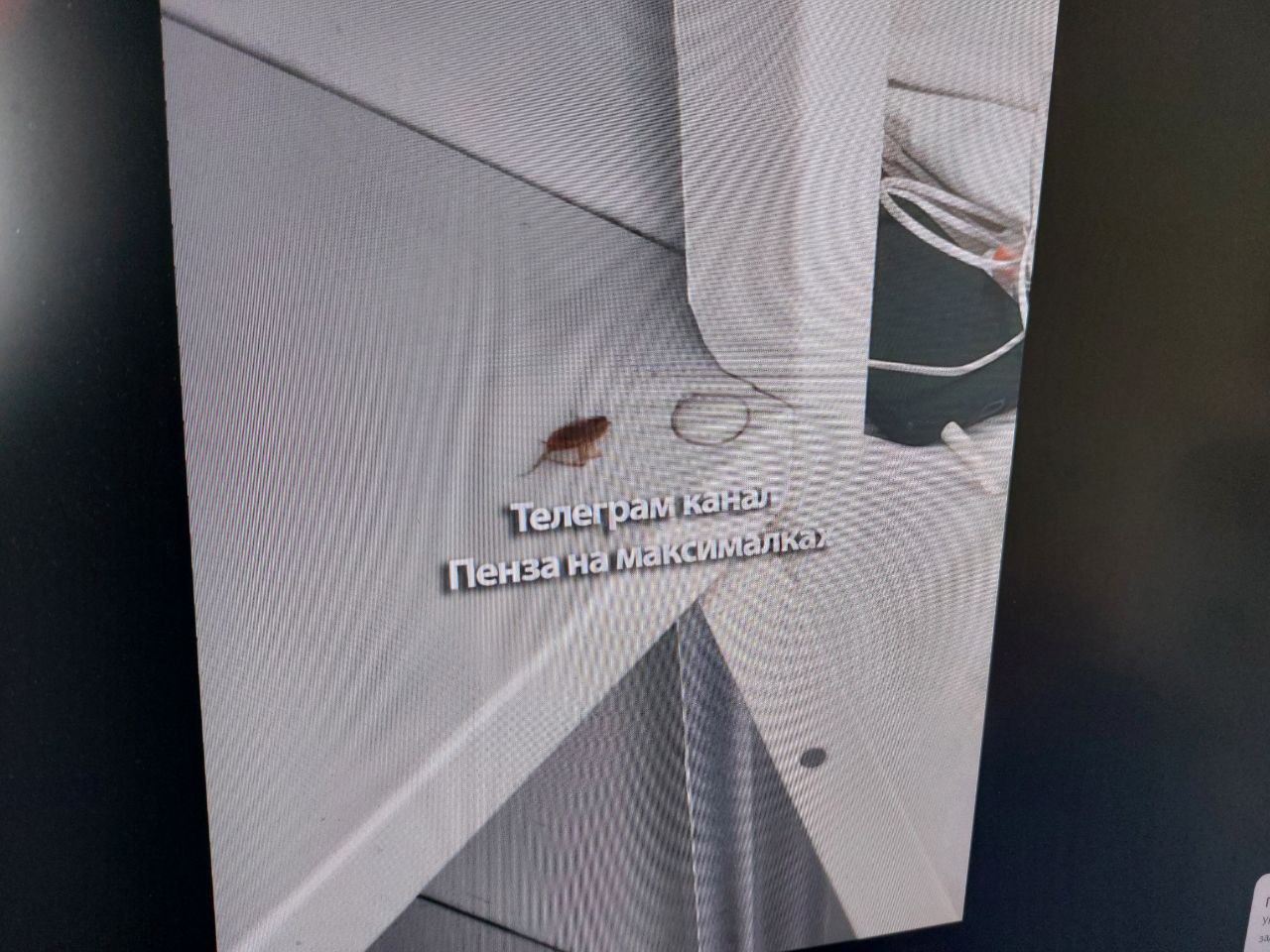 После жалоб пензенцев в больнице Бурденко потравят тараканов