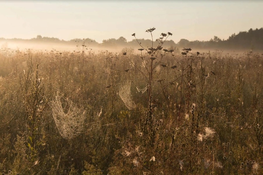 Зоологические заказники Пензенской области станут бессрочными