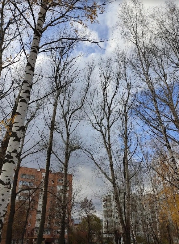 В Пензенской области клещи оказались относительно безопасными