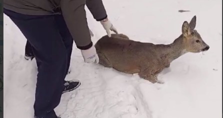 В Пензе спасли косулю, зашедшую в черту города