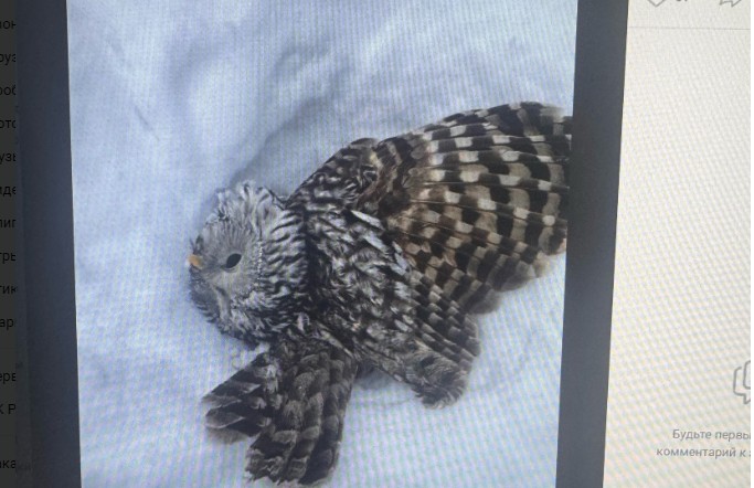 В Пензе лесные совы в поисках еды выходят к людям и получают травмы