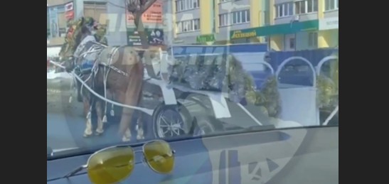 В Пензе лошадь перекрыла две полосы движения