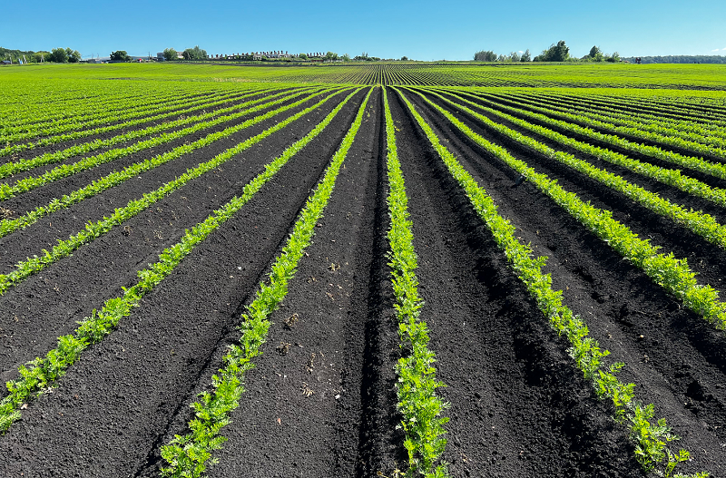 В Пензенская область поставила рекорд по производству сельхозпродукции