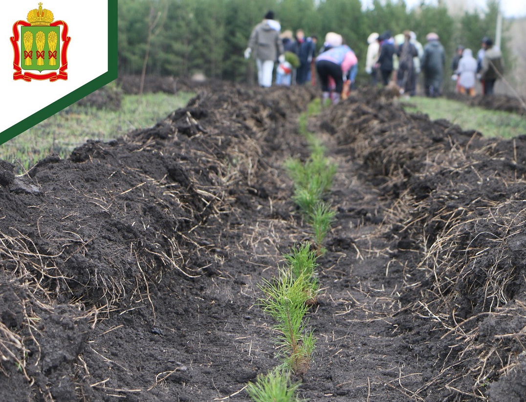 В Пензе восстановят около 1000 га леса
