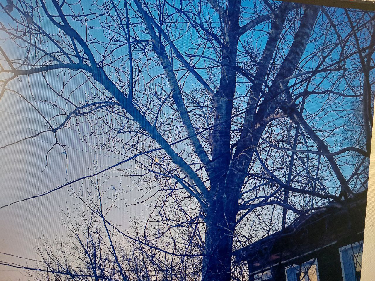 В Кузнецке жители не могут добиться ликвидации опасного дерева