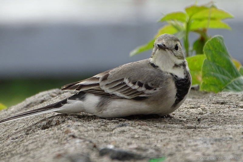 Пензенцам предложили понаблюдать за прилетом птиц с мест зимовок