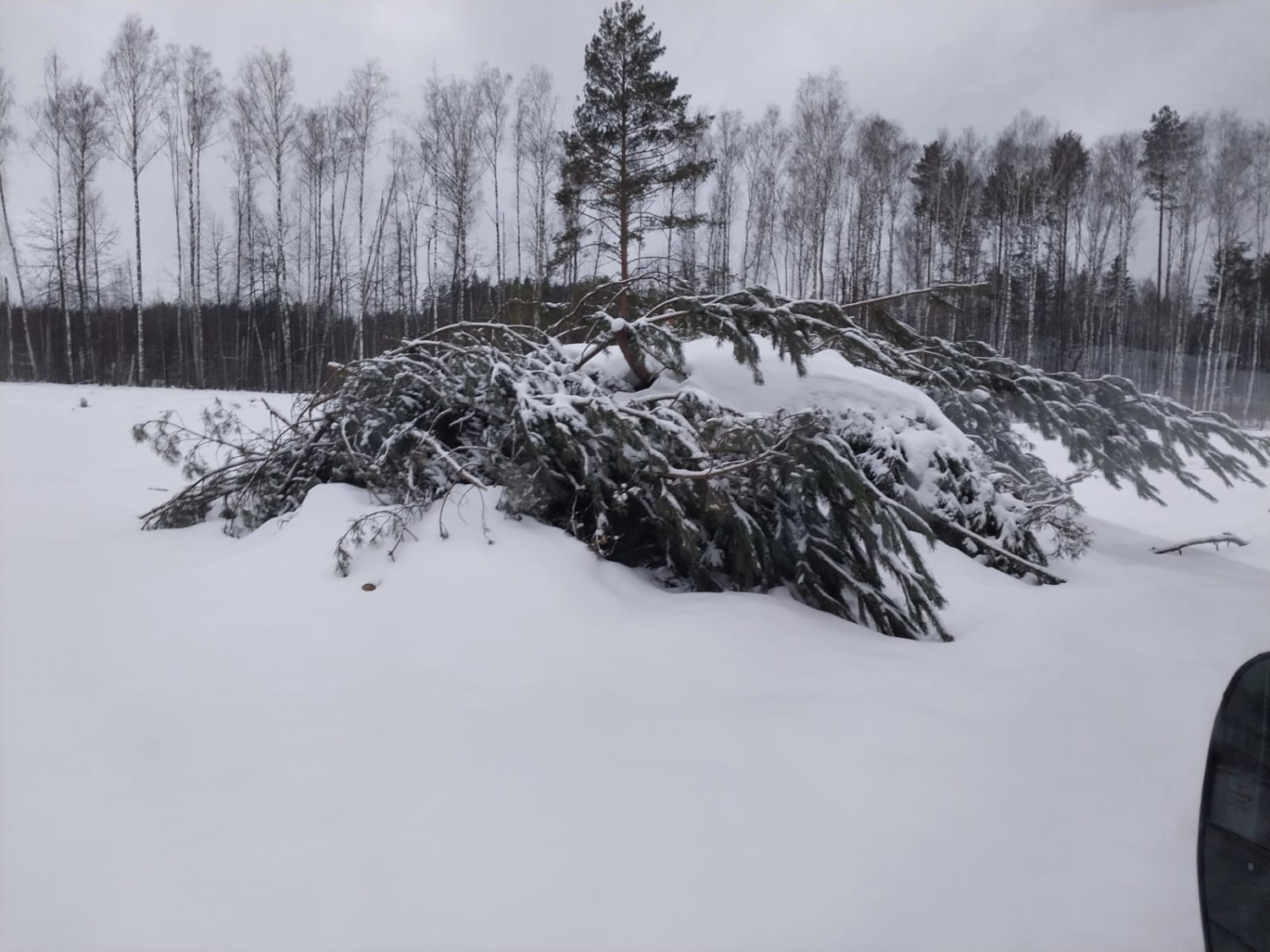 Пензенцам напомнили за что они могут получить штраф при посещении леса