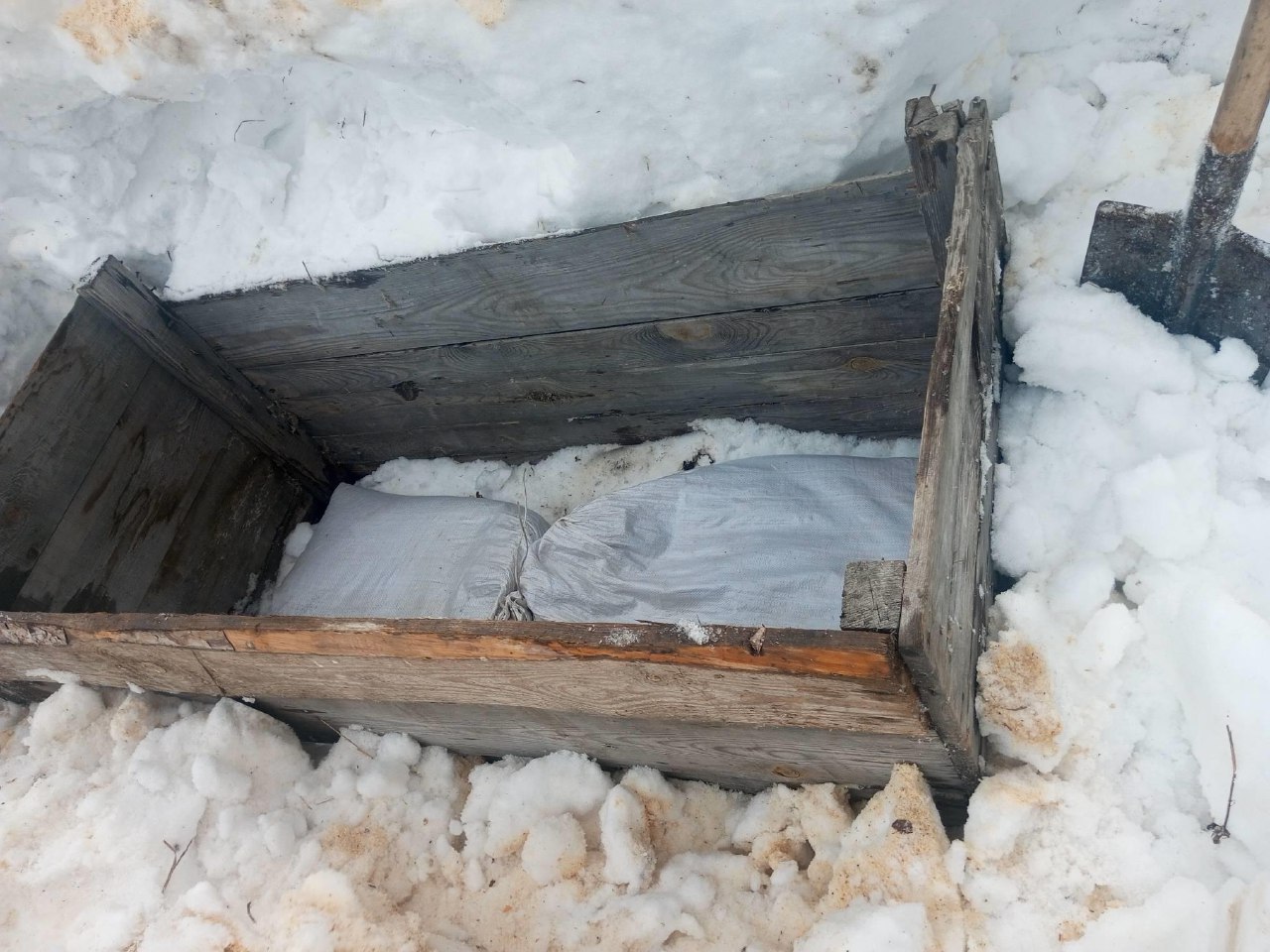 В Пензенской области посадят больше 100 кг семян сосны