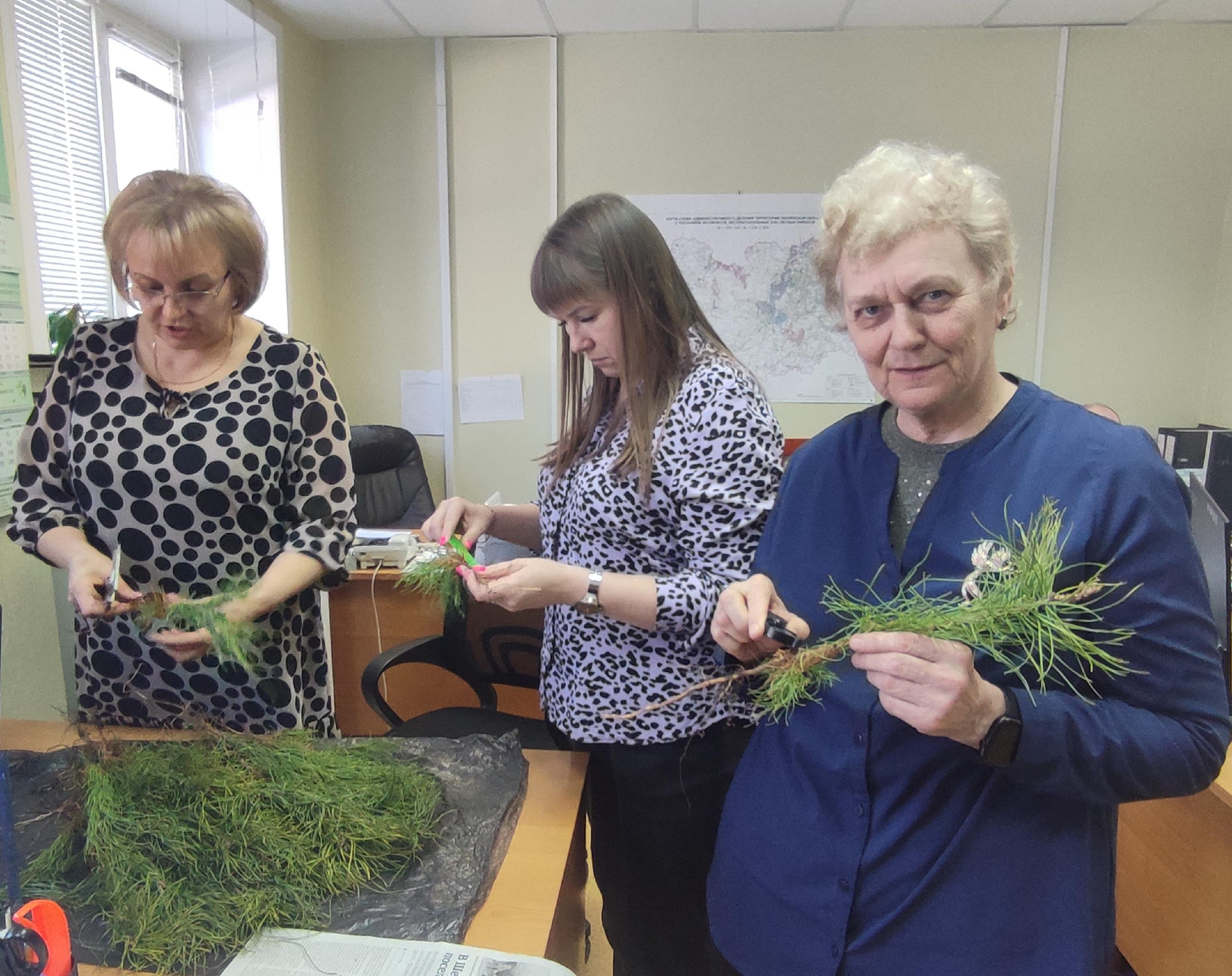В Пензе провели анализ образцов сеянцев хвойных пород