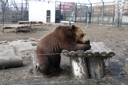 Пензенцев пригласили в зоопарк на день рождения бурых медведей