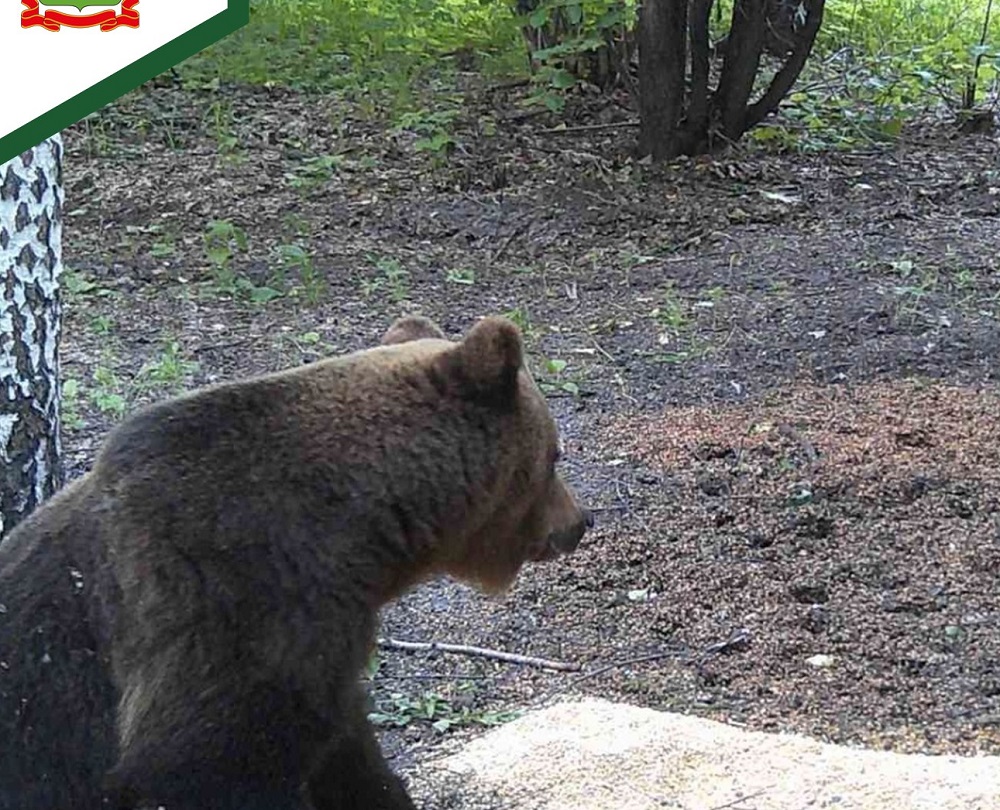 Пензенцам напомнили о пробуждении бурого медведя