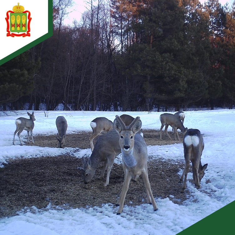 В Пензенской области косули позировали для фото в лесу