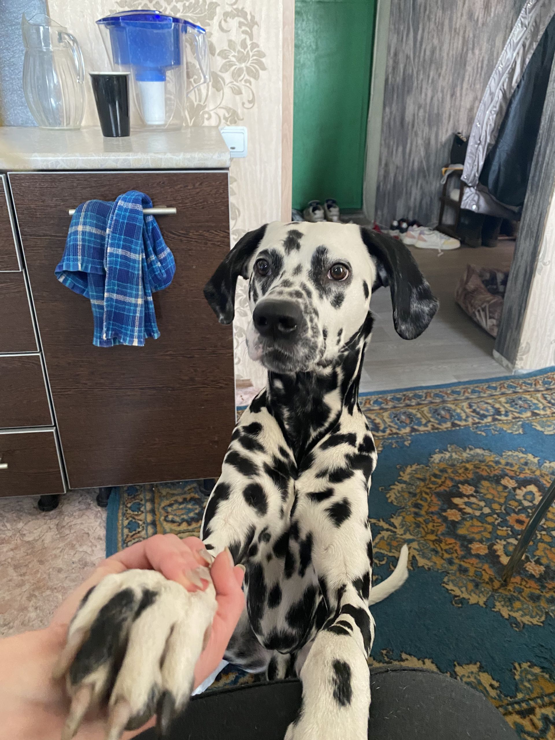 Жители Бессоновского района могут бесплатно стерилизовать своих собак