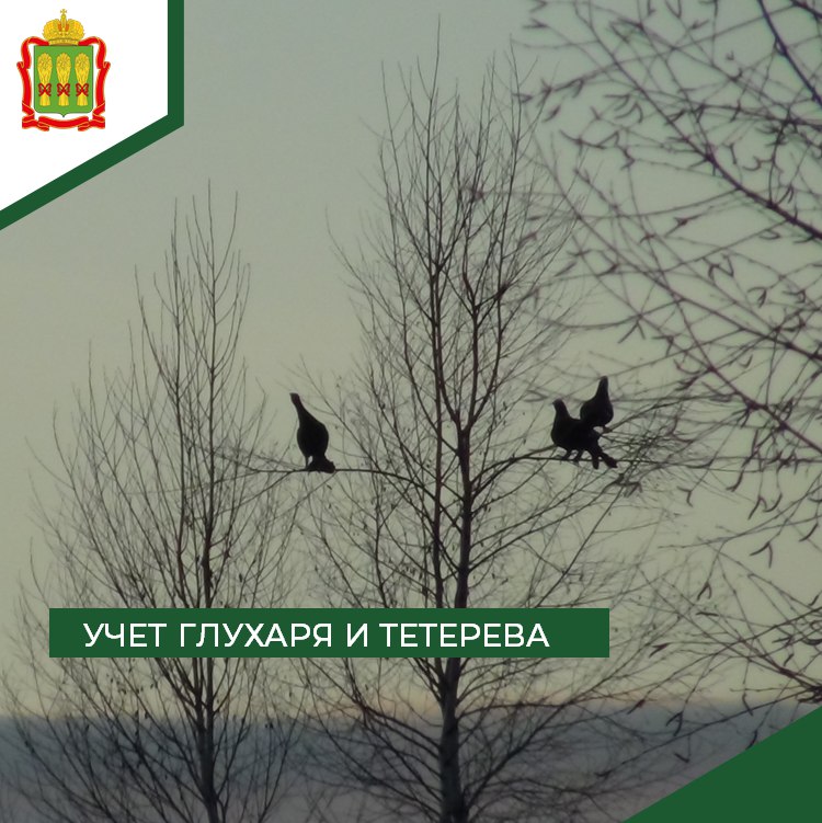 В Пензенской области пересчитают поющих глухарей и тетеревов