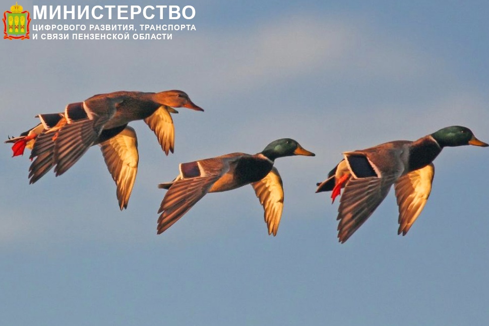 В Пензенской области открыт прием заявлений на охоту в весенний сезон