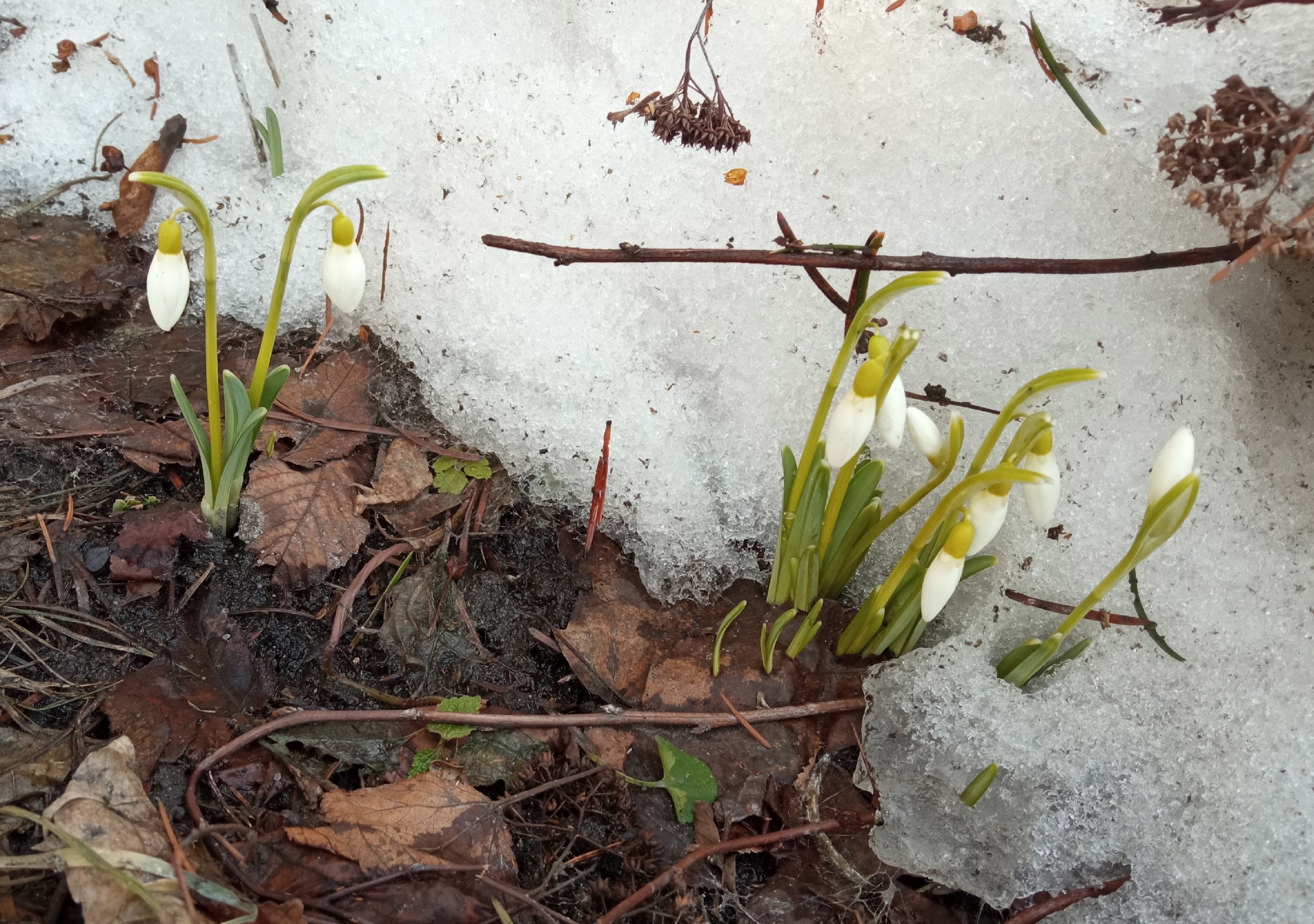 В Пензе распустились первые подснежники