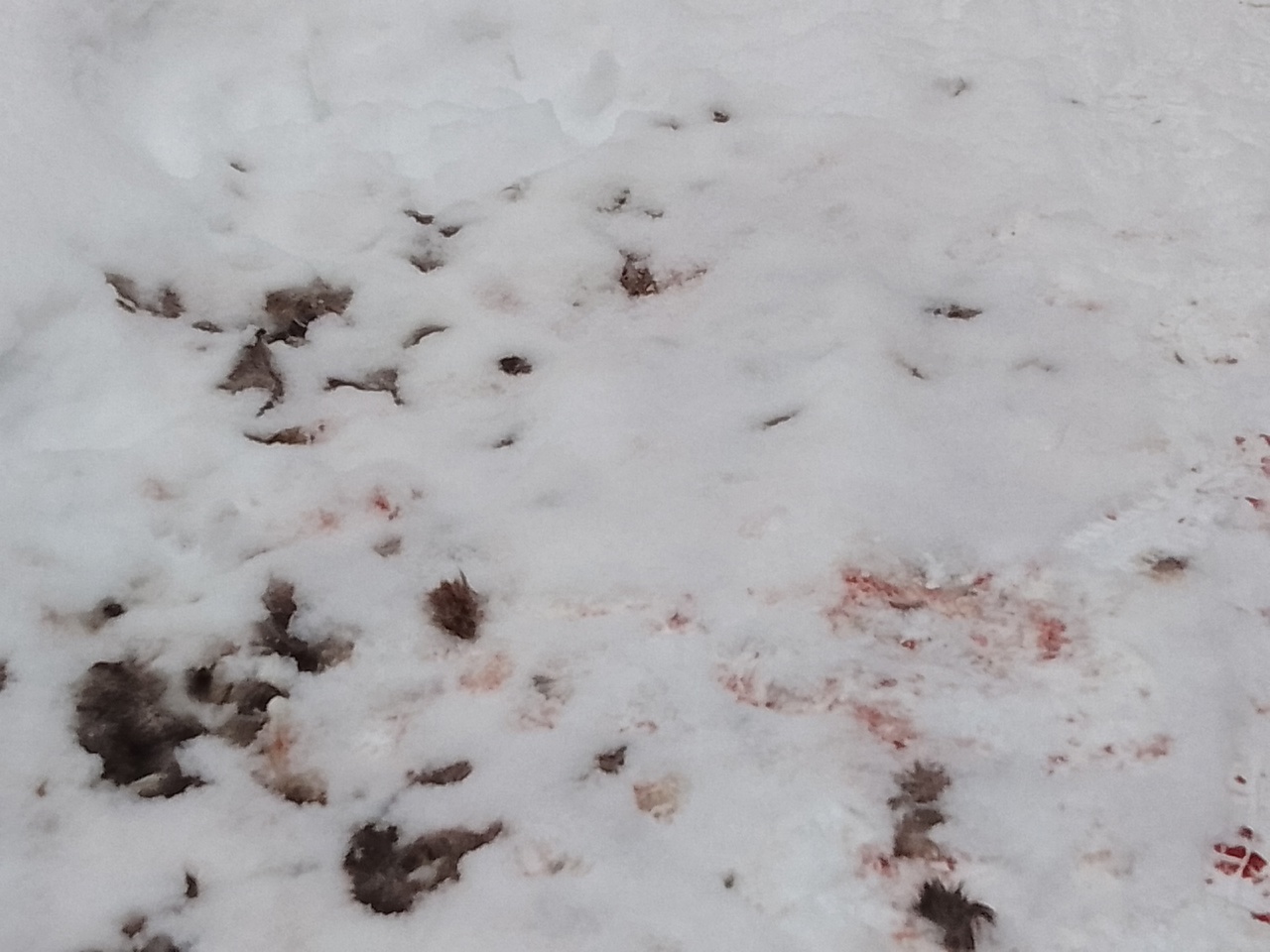 В Кузнецке гадают, кто растерзал животное близ Песчанки