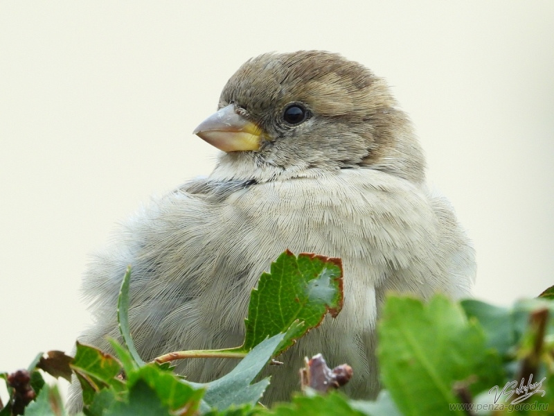 Пензенцев пригласили пересчитать воробьев