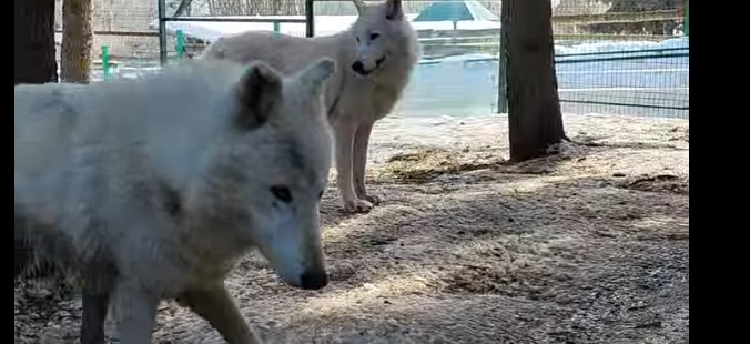 Пензенский зоопарк показал видео полярных волков в весеннем городе
