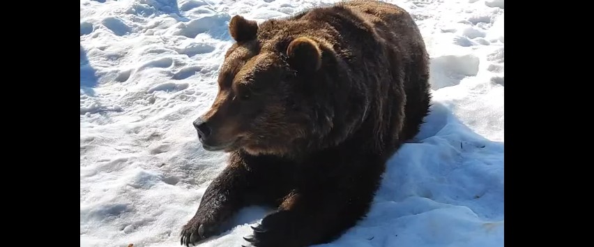 Братья медведи из пензенского зоопарка ждут горожан на свой день рождения