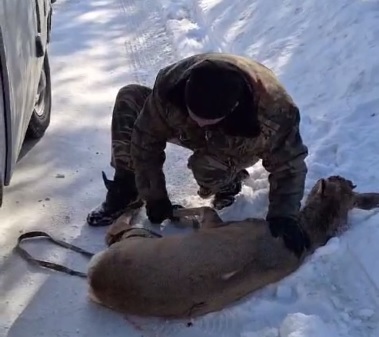 В Кузнецке спасли самца косули, который гулял по городу