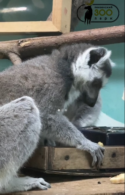 Пензенцам показали милый завтрак кошачьих лемуров