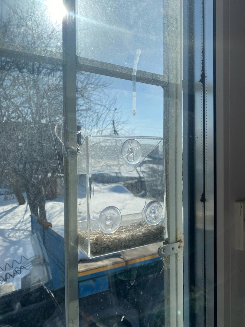 Пензенцев призвали помочь вымирающим в городе воробьям