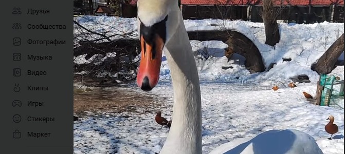 В пензенском зоопарке показали, как сказочный лебедь нежится в лучах утреннего солнца