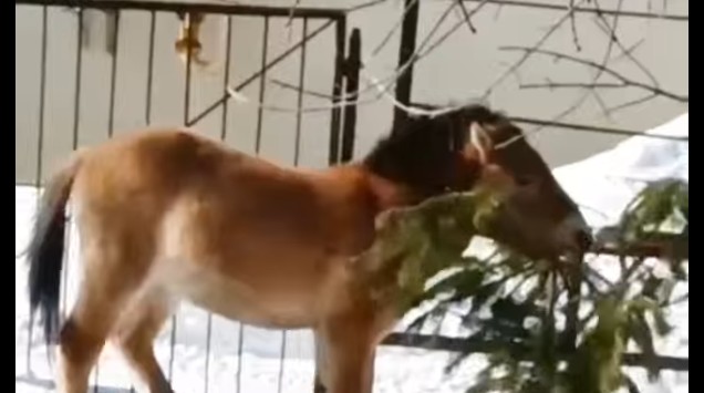 С наступлением весны Пегас из пензенского зоопарка сделал «перестановку» в вольере